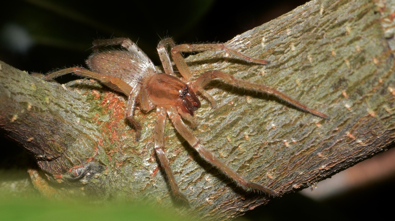 Aranha Venenosa Brasil: Espécies e Perigos