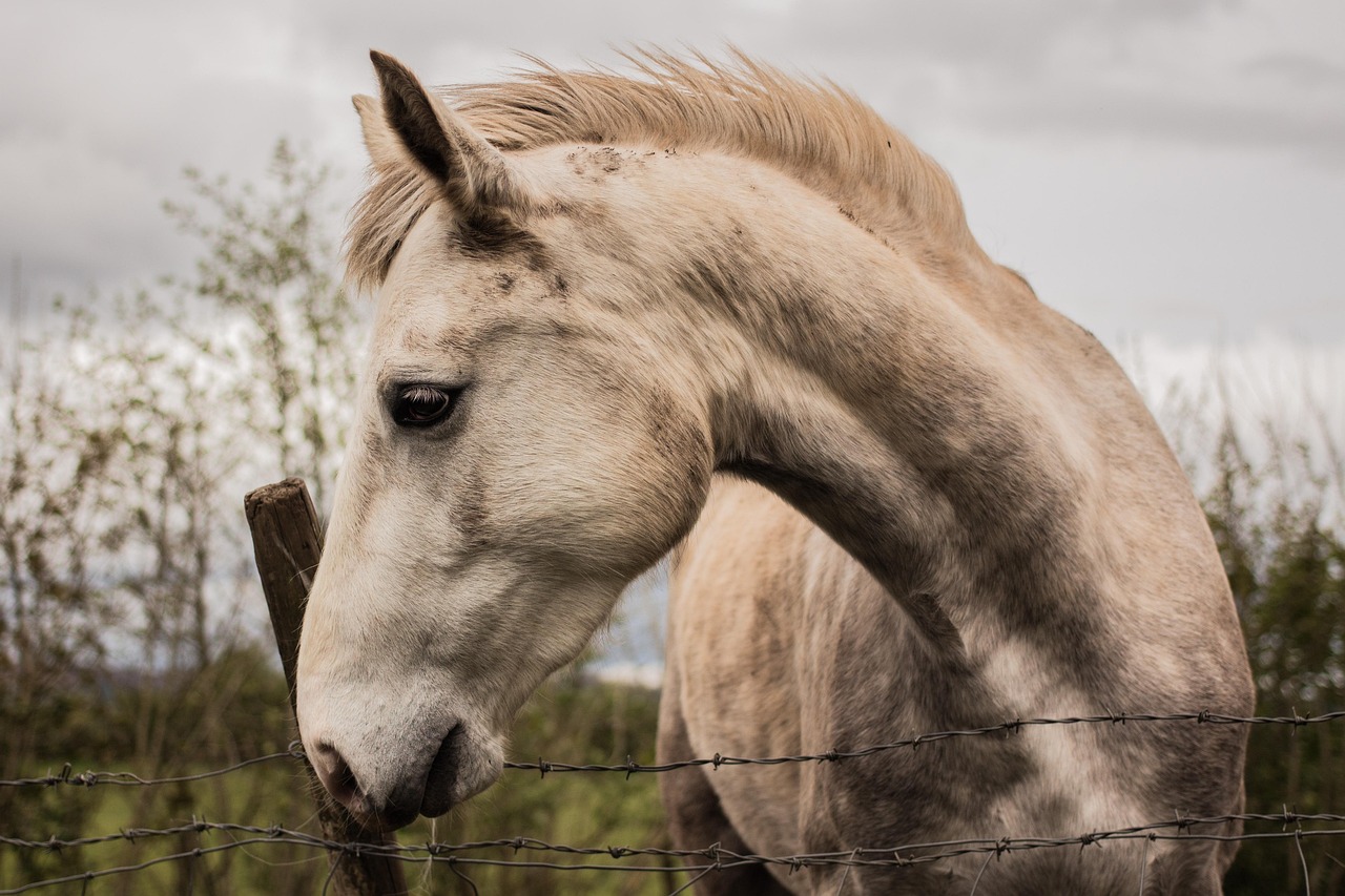 Cavalo Selvagem: Espécies e Características