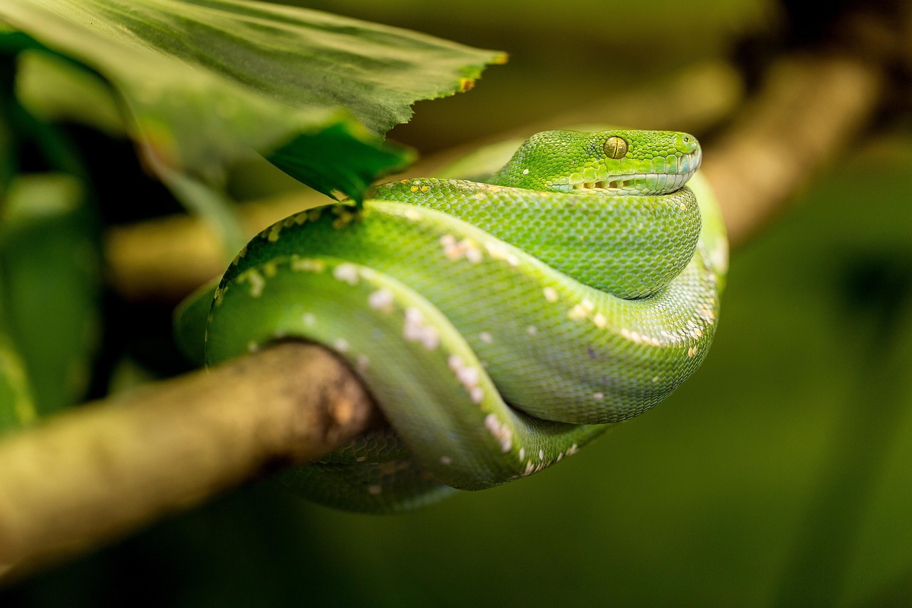 Cobra dentro de casa: O que pode significar esse encontro inesperado?