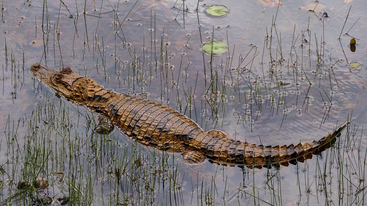 Crocodilo Mais Velho do Mundo: Recordes e História