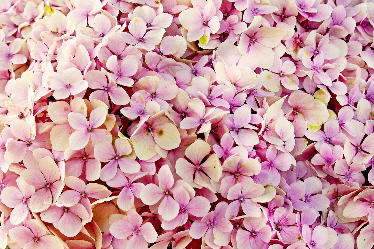 Diamantes Rosas: Curiosidades e Valor