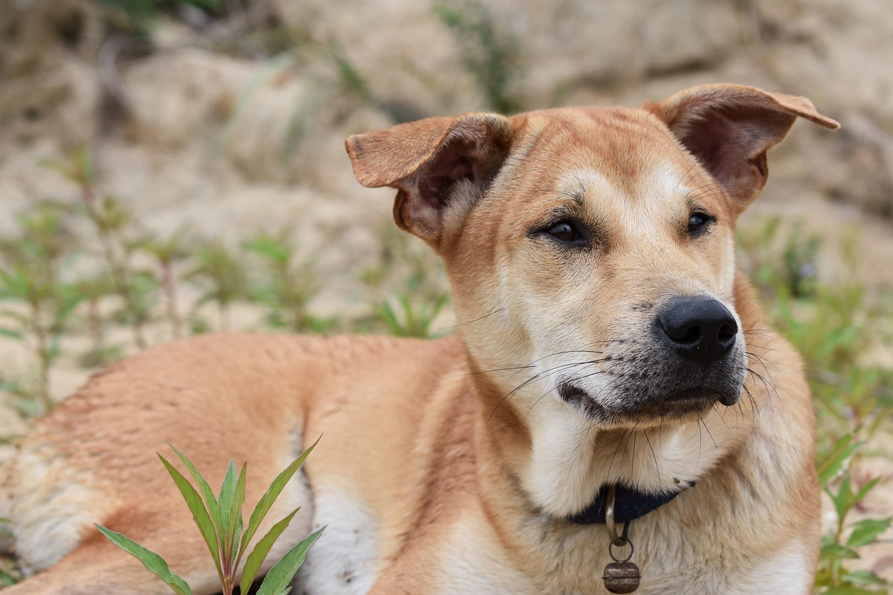 Gás do Riso: O Que É e Como Funciona