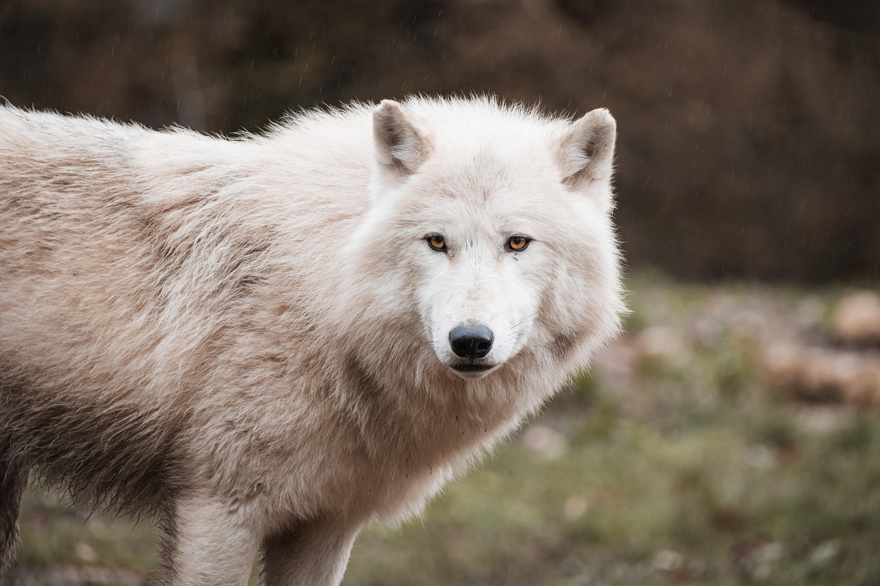 Lobo da Tasmânia: História e Extinção