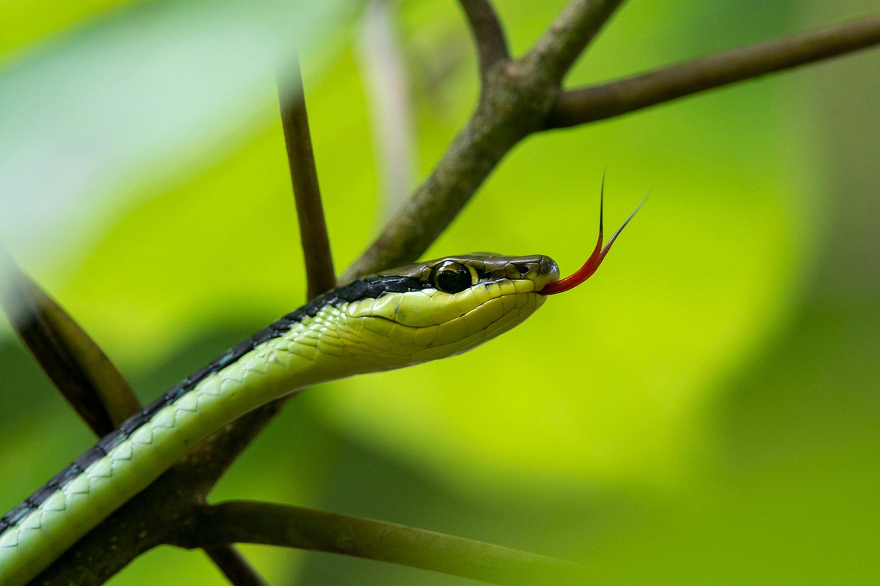 Língua de Cobra: Expressão e Significado