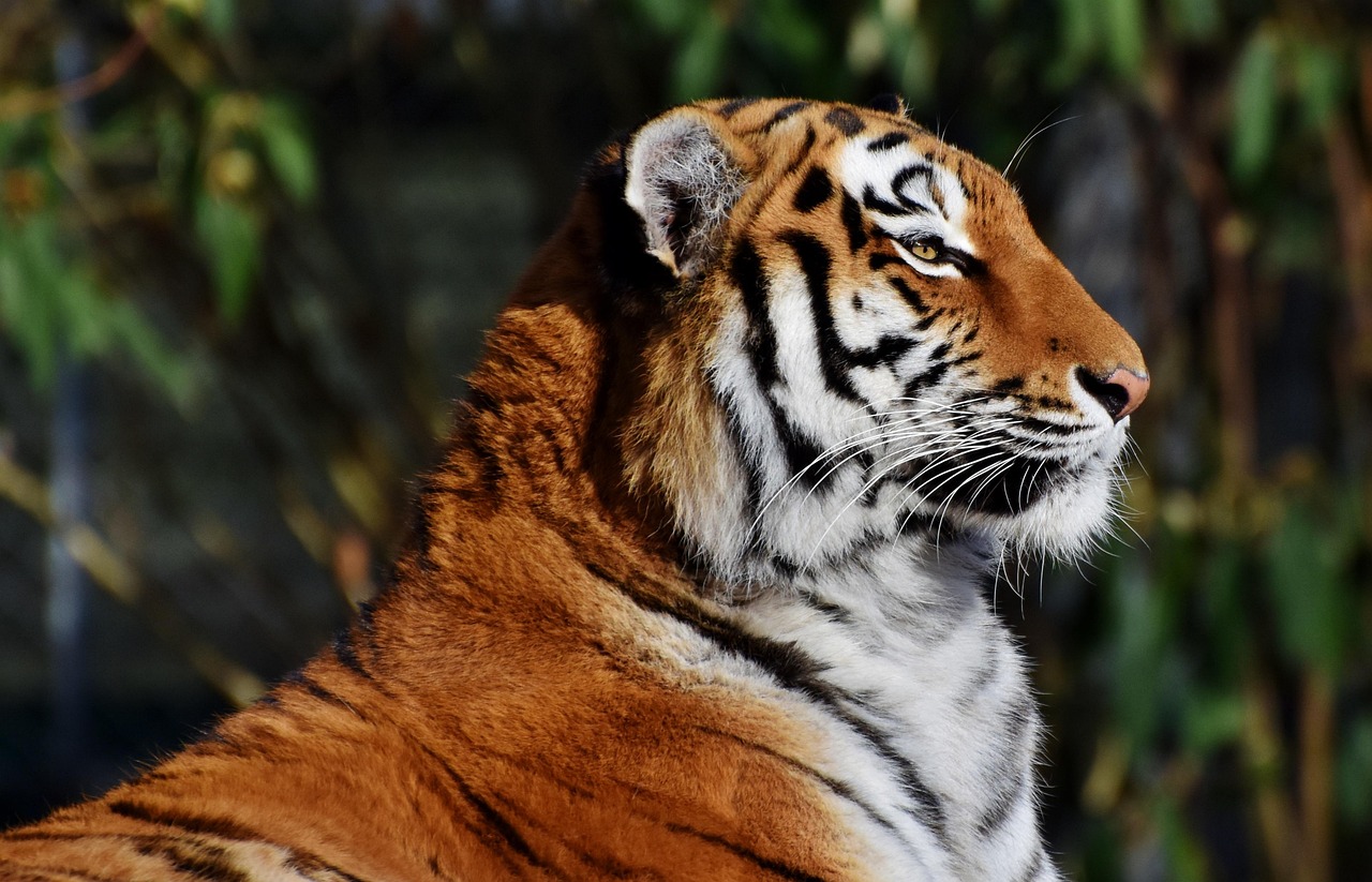 Maior Felino do Mundo: Características e Curiosidades
