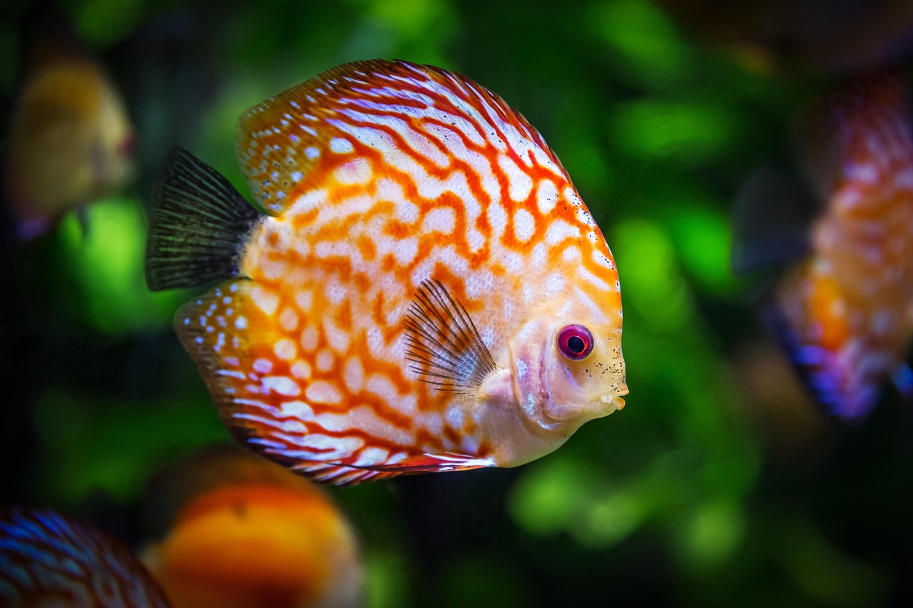 Peixe Bebe Água? Descubra a Verdade
