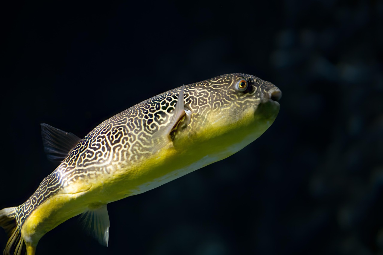 Peixe Que Incha: Exemplos e Curiosidades