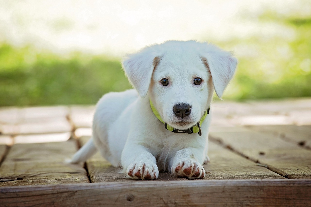 Pode dar Floratil para cachorro? Veja os riscos e quando evitar