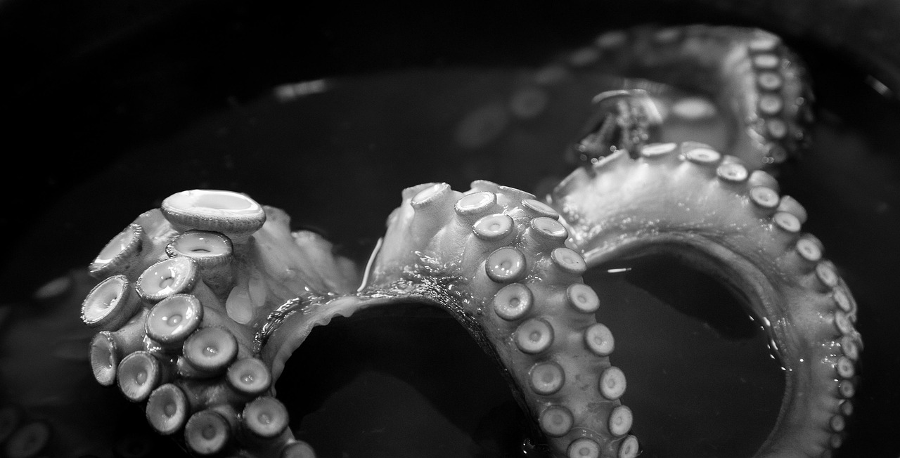 Polvo e Lulas: Diferenças e Curiosidades