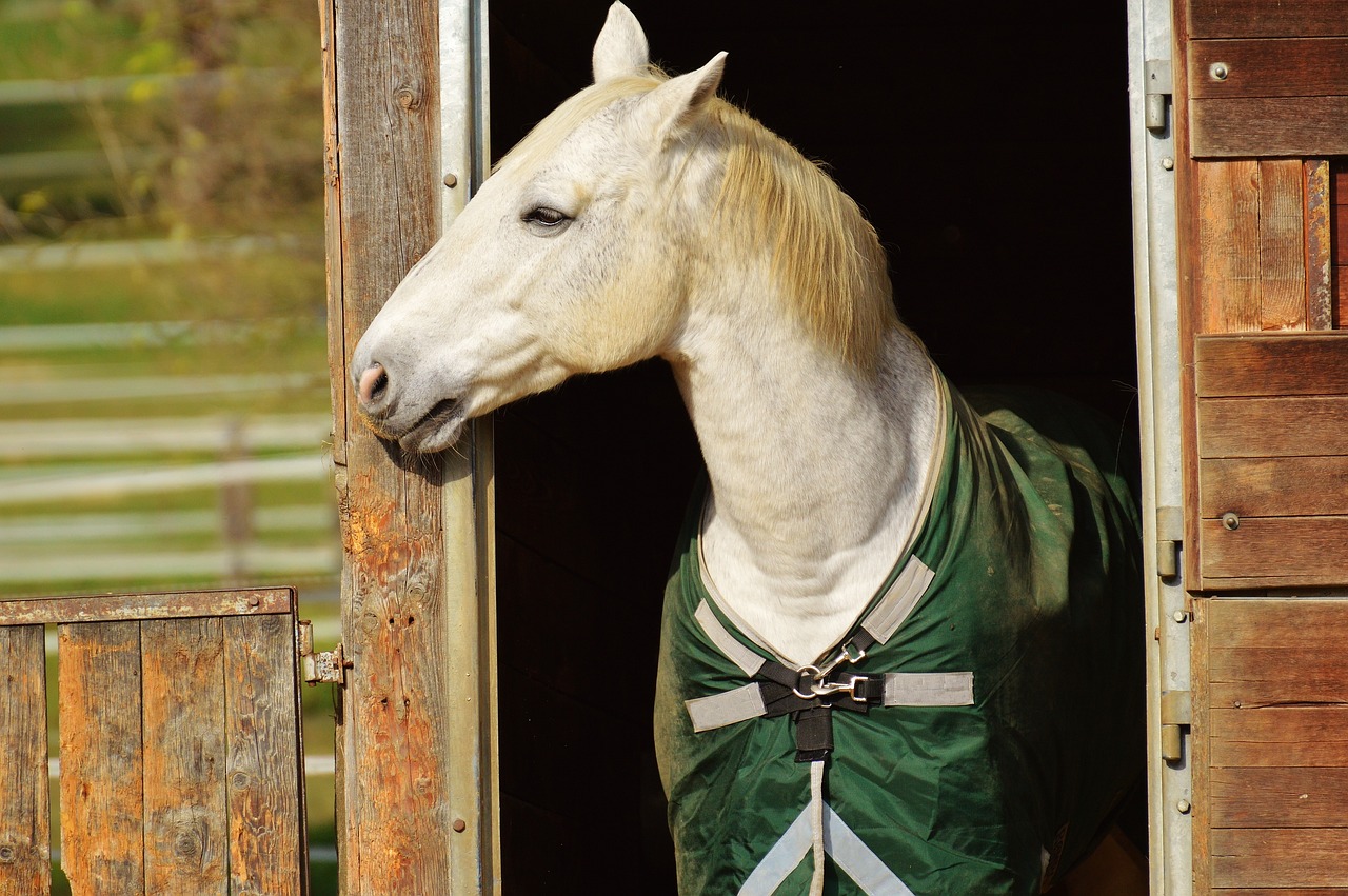 Qual a Cor do Cavalo Branco de Napoleão: Curiosidade Histórica