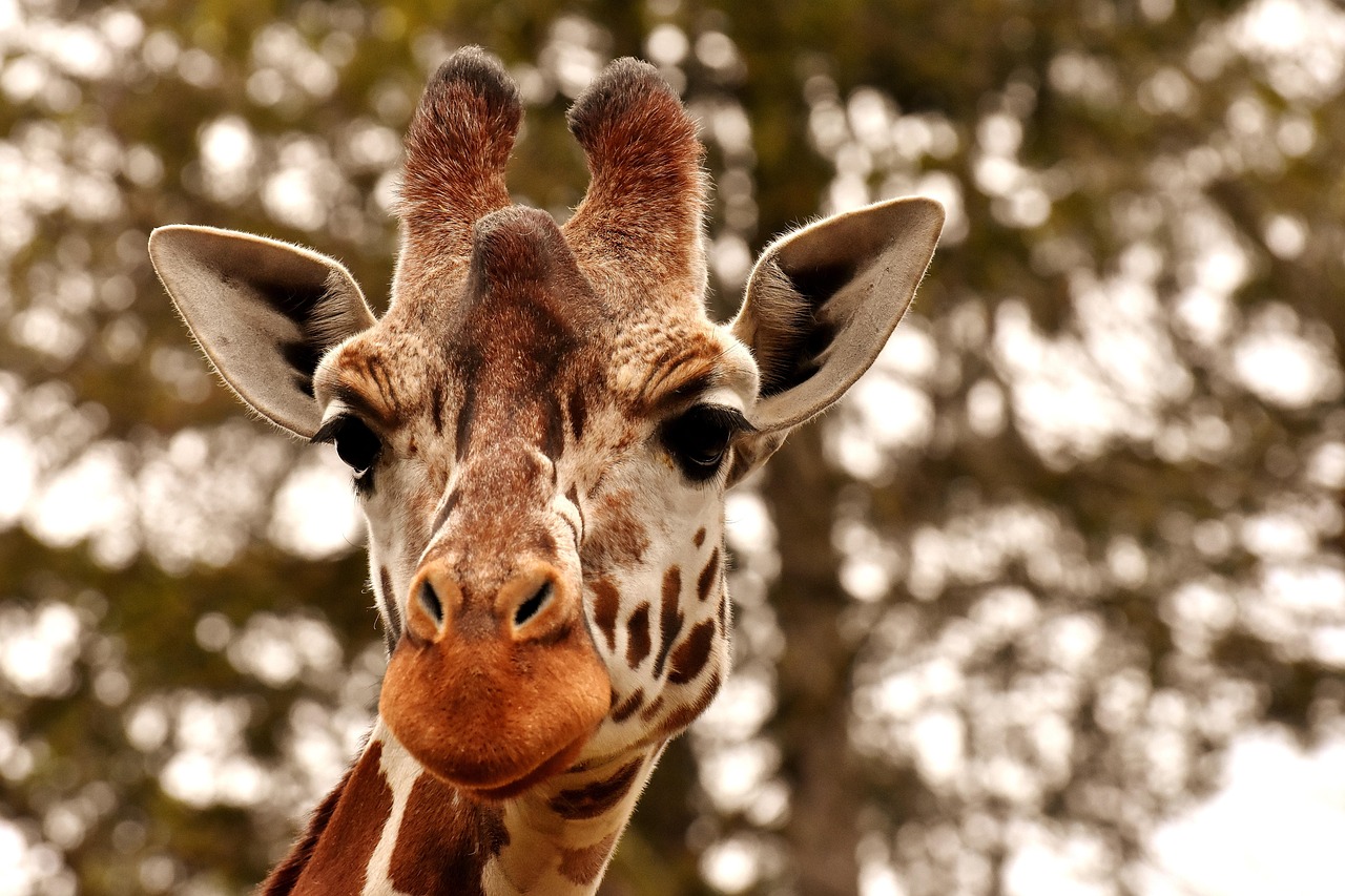 Qual Animal Que Não Bebe Água: Conheça os Exemplos