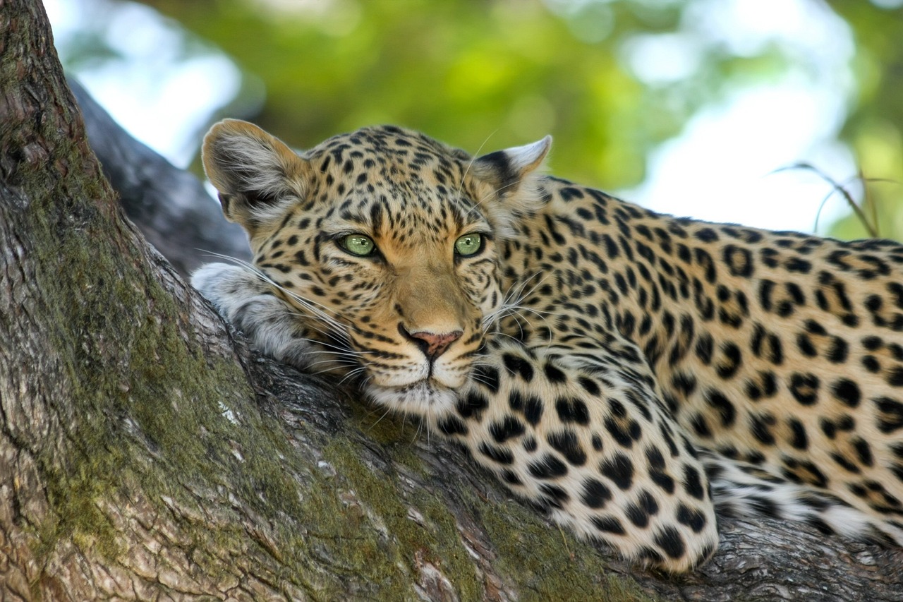 Qual o Animal Mais Barulhento do Mundo: Descubra