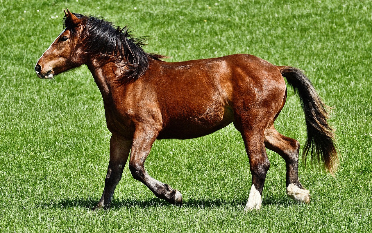 Quantos Dedos Tem um Cavalo: Fatos e Curiosidades