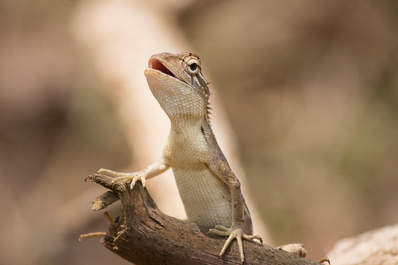 Teiú Lagarto: Espécie e Hábitos