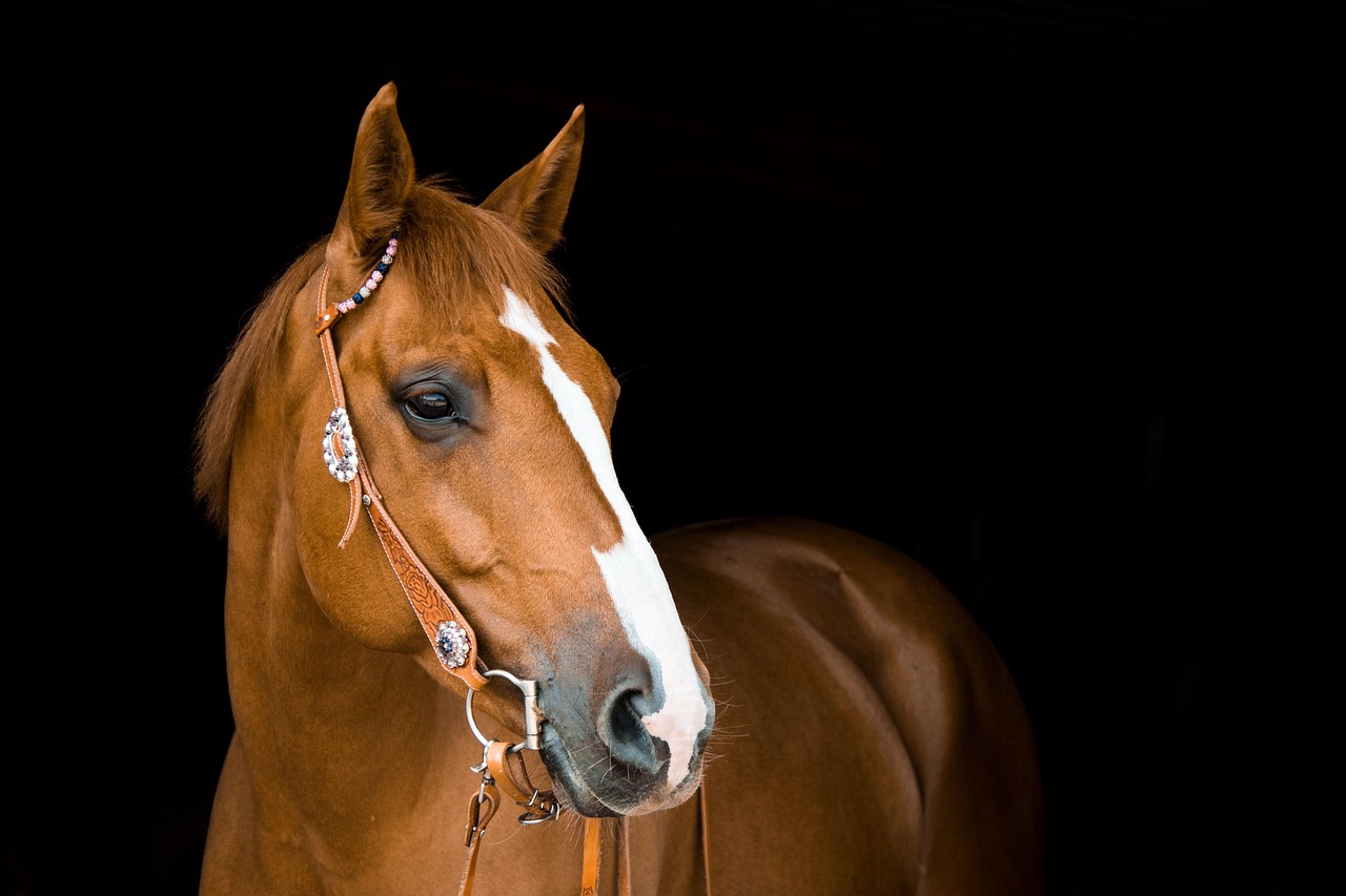 Tirar o Cavalo da Chuva: Origem da Expressão Popular