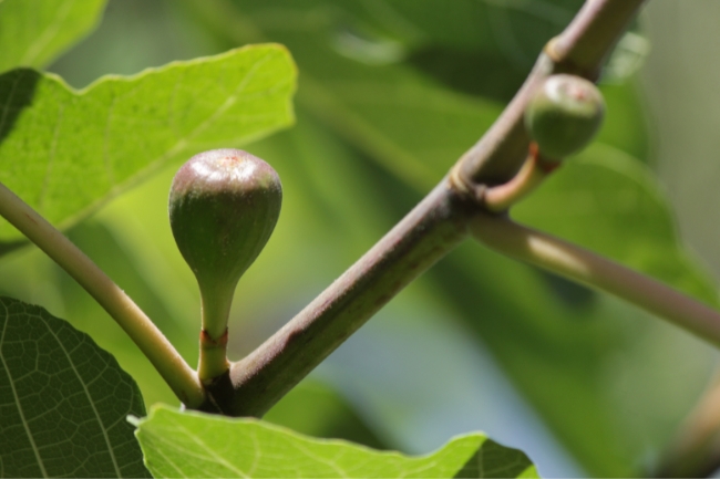 Você está visualizando atualmente Cultivo e Cuidados com a Figueira Chilena