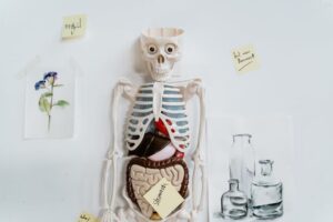 Leia mais sobre o artigo Partes do Corpo com K: Estruturas Pouco Conhecidas e Suas Funções