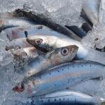 Sardinha é carregado? Veja os efeitos no organismo