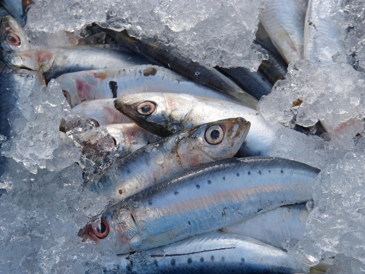 Você está visualizando atualmente Sardinha é carregado? Veja os efeitos no organismo