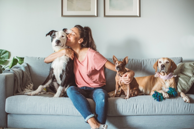 Você está visualizando atualmente Como adaptar a casa para um pet idoso: conforto, segurança e acessibilidade