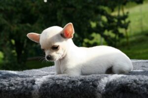 Leia mais sobre o artigo Como se escreve chihuahua? Veja a forma correta e evite erros comuns