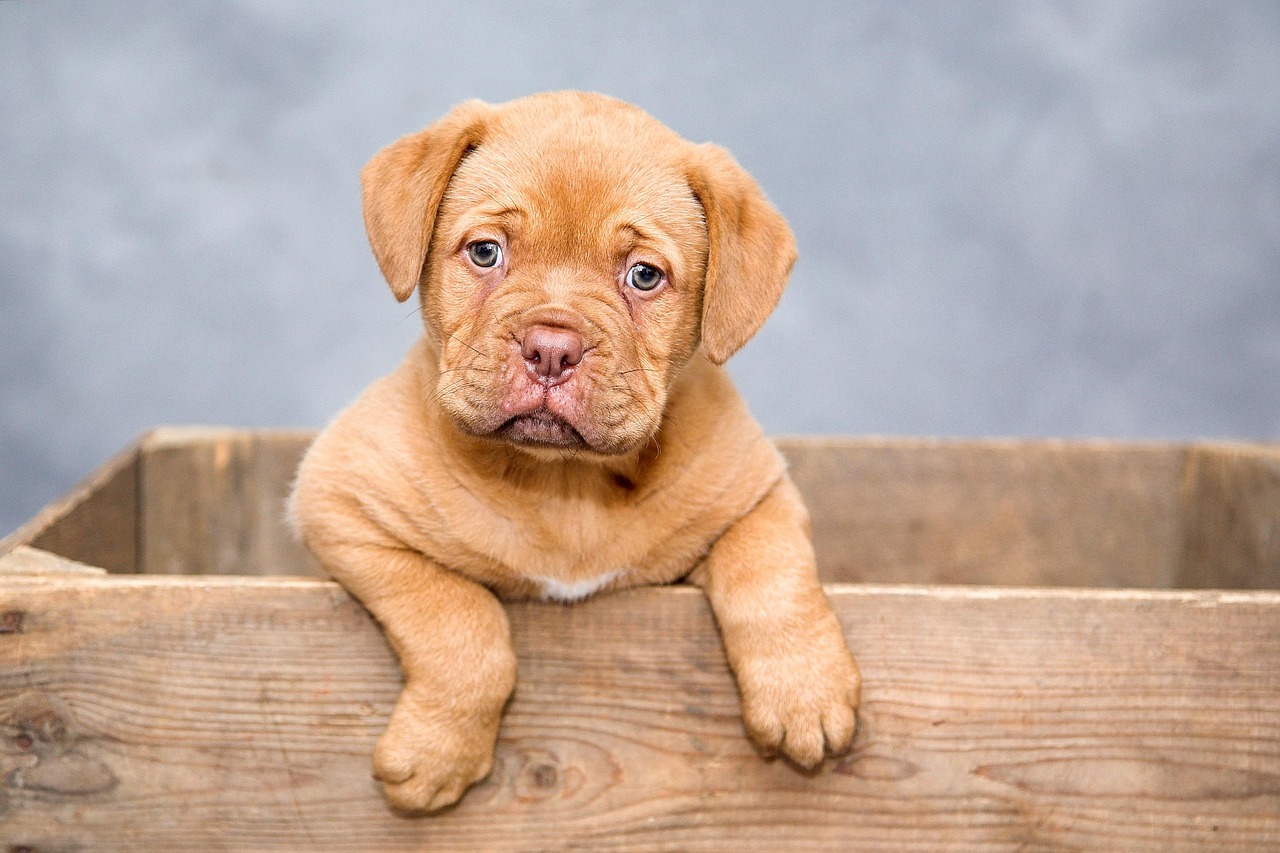 Você está visualizando atualmente Pode dar Floratil para cachorro? Veja os riscos e quando evitar