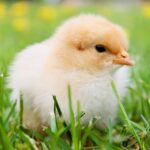 Strogonoff de frango engorda? Veja as calorias e descubra se ele cabe na dieta