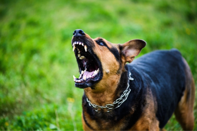 No momento, você está visualizando Cachorros mais perigosos do mundo: conheça as raças mais temidas