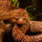 Cobra dentro de casa: O que pode significar esse encontro inesperado?
