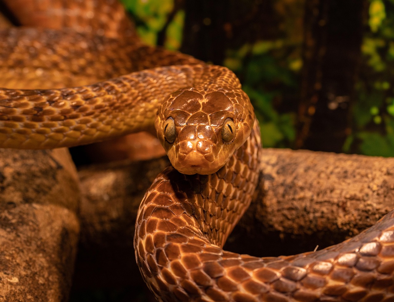 No momento, você está visualizando Cobra dentro de casa: O que pode significar esse encontro inesperado?