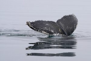 Leia mais sobre o artigo Baleia Beluga Espiã Russa: História Real