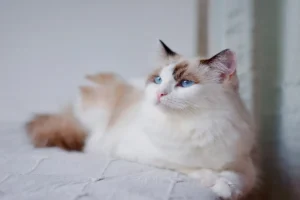 Leia mais sobre o artigo Tem pet em casa? 5 dicas para proter seu sofá