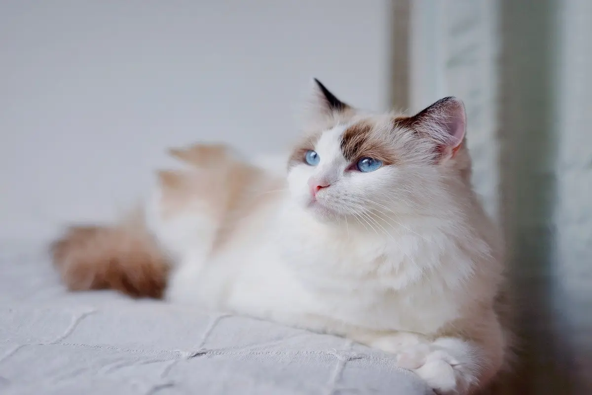 No momento, você está visualizando Tem pet em casa? 5 dicas para proter seu sofá