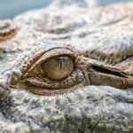 Crocodilo Mais Velho do Mundo: Recordes e História
