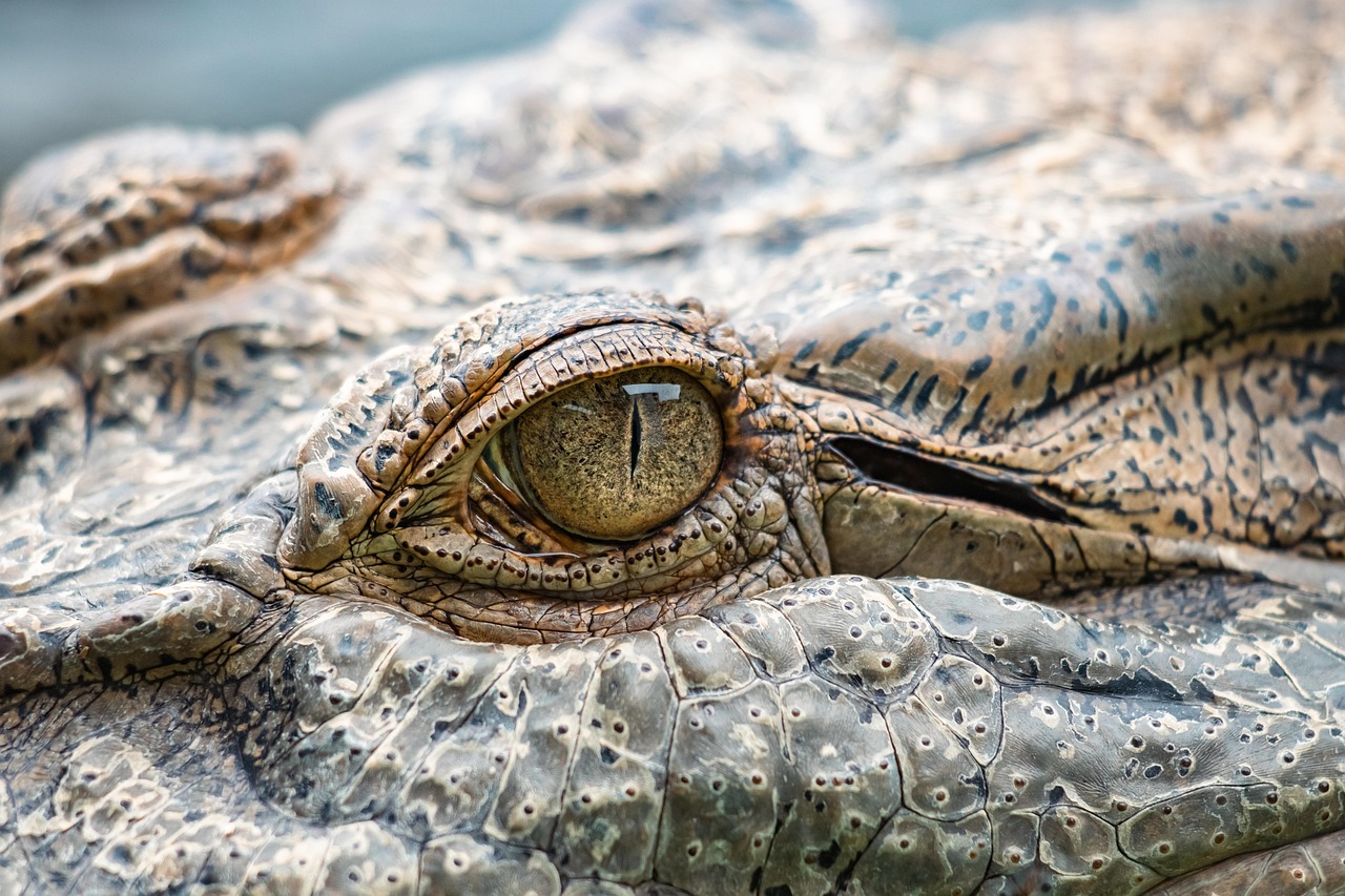 No momento, você está visualizando Crocodilo Mais Velho do Mundo: Recordes e História