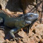 Dinossauros Que Voam: Tipos e Curiosidades
