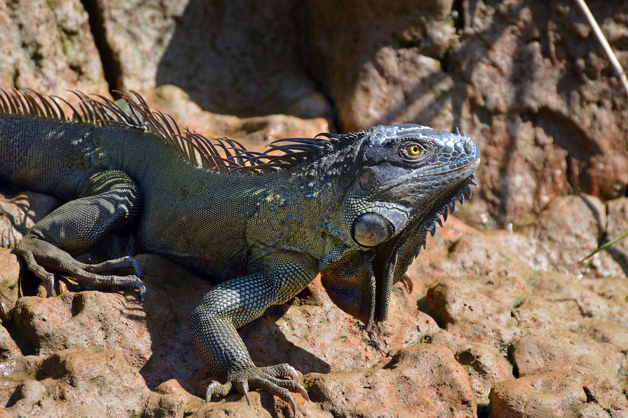 No momento, você está visualizando Dinossauros Que Voam: Tipos e Curiosidades