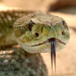 Língua de Cobra: Expressão e Significado