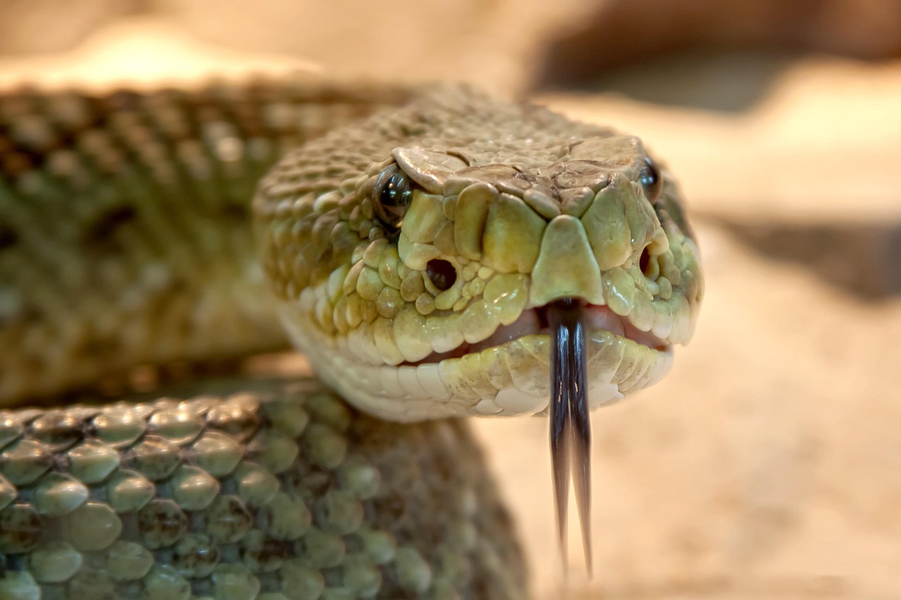 No momento, você está visualizando Língua de Cobra: Expressão e Significado