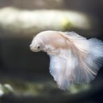 Peixe Bebe Água? Descubra a Verdade