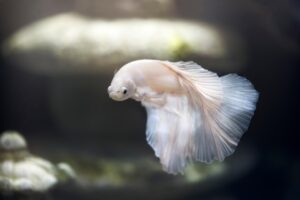 Leia mais sobre o artigo Peixe Bebe Água? Descubra a Verdade