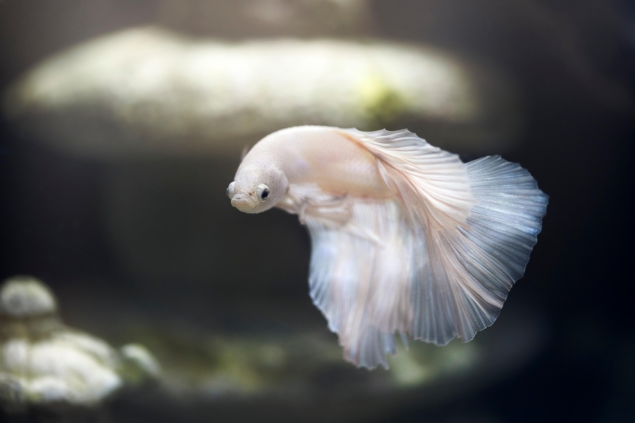 No momento, você está visualizando Peixe Bebe Água? Descubra a Verdade