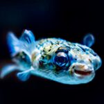 Peixe Que Incha: Exemplos e Curiosidades