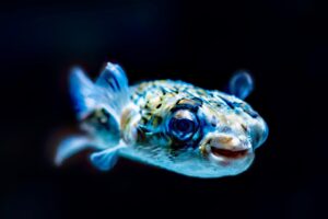 Leia mais sobre o artigo Peixe Que Incha: Exemplos e Curiosidades