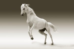 Leia mais sobre o artigo Qual a Cor do Cavalo Branco de Napoleão: Curiosidade Histórica
