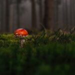 Cogumelo Venenoso: Identificação e Perigos