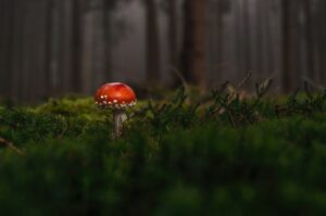 Leia mais sobre o artigo Cogumelo Venenoso: Identificação e Perigos