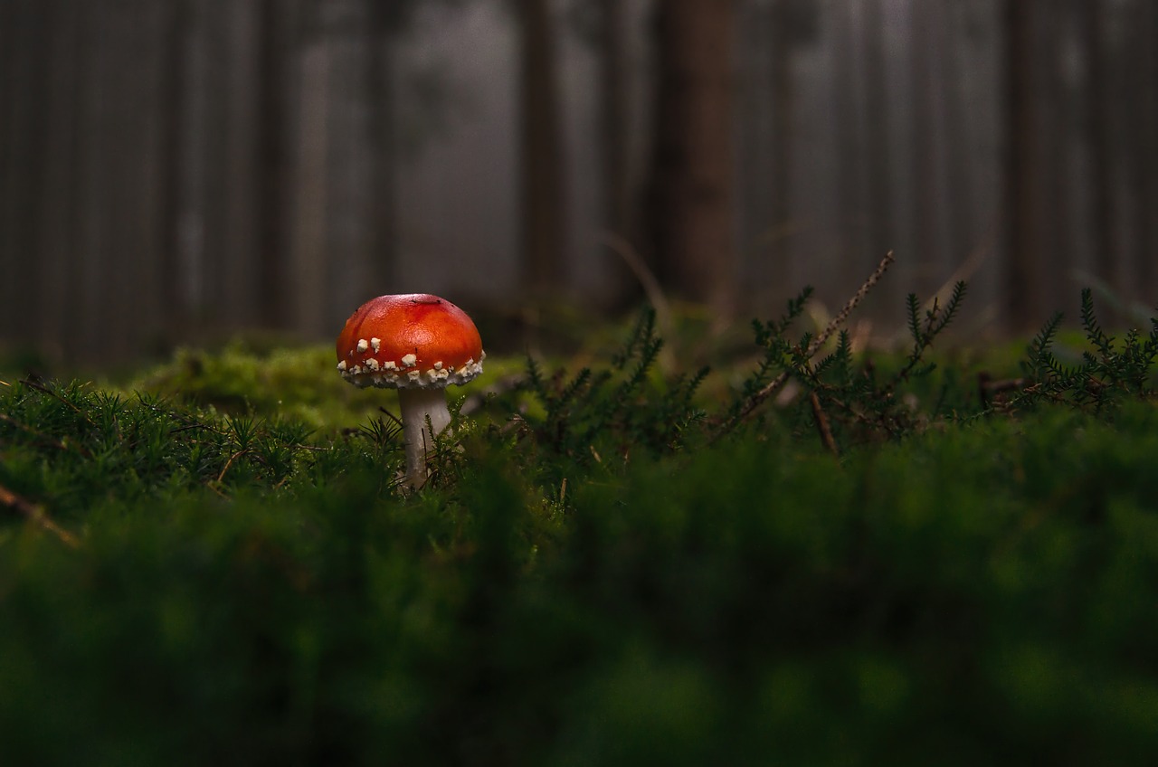 No momento, você está visualizando Cogumelo Venenoso: Identificação e Perigos