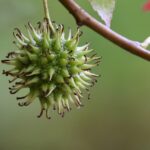 Fruta e Legume: Como Diferenciar