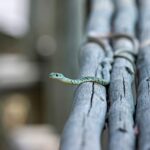 Cogumelos Venenosos: Lista e Cuidados